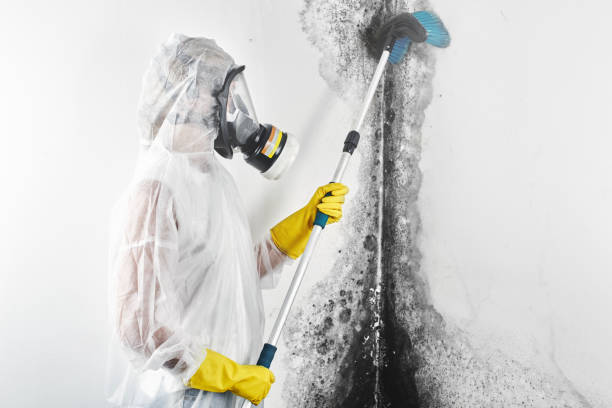 Best Industrial Mold Remediation  in South Hutchinson, KS