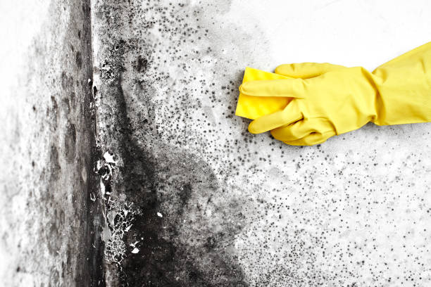 Best Crawl Space Mold Remediation  in South Hutchinson, KS