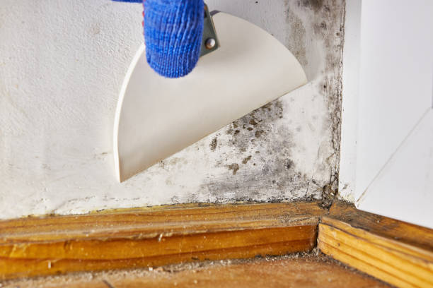 Best Mold Removal for HVAC Installations  in South Hutchinson, KS