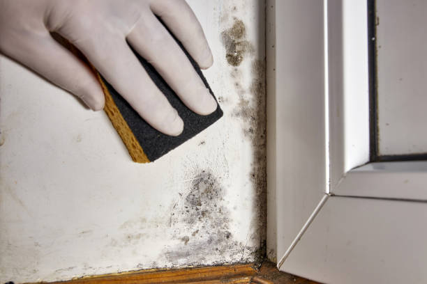 Best Black Mold Removal  in South Hutchinson, KS
