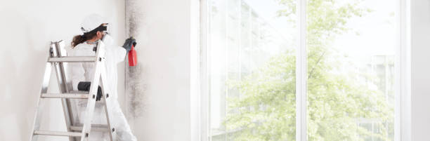 Best Basement Mold Removal  in South Hutchinson, KS