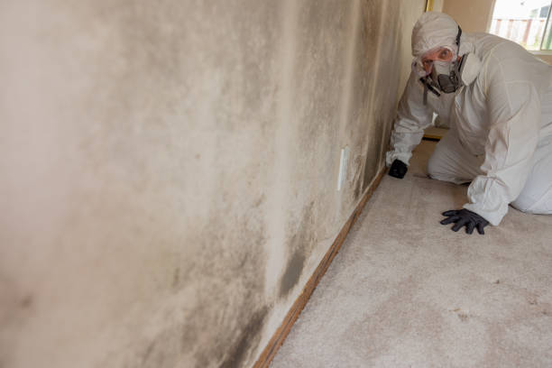 Best Attic Mold Removal  in South Hutchinson, KS